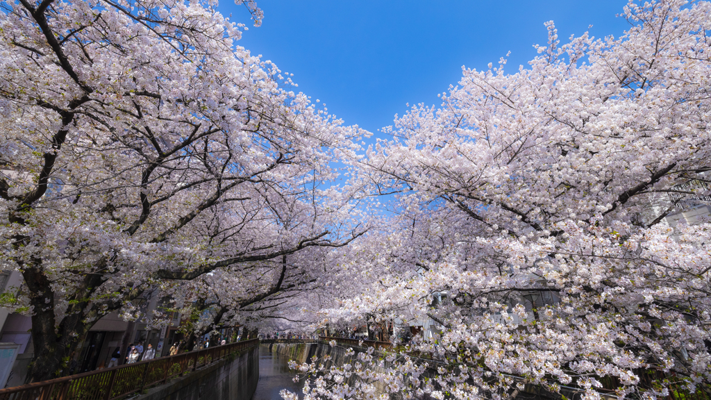 春の目黒川