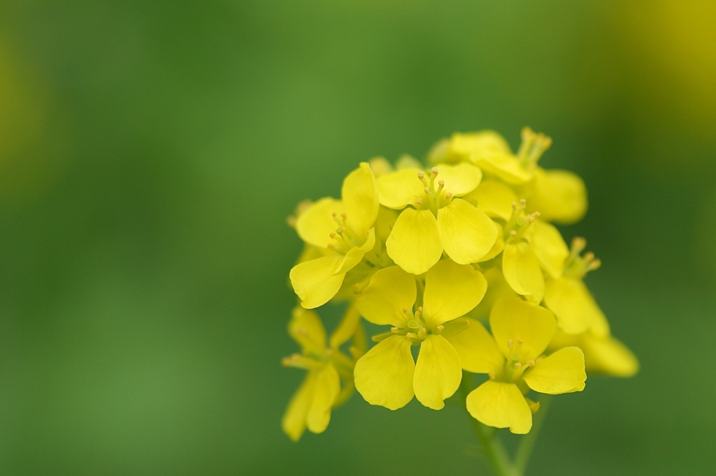 菜の花