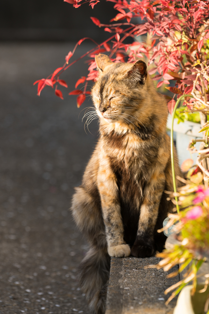 陽だまりの猫 03