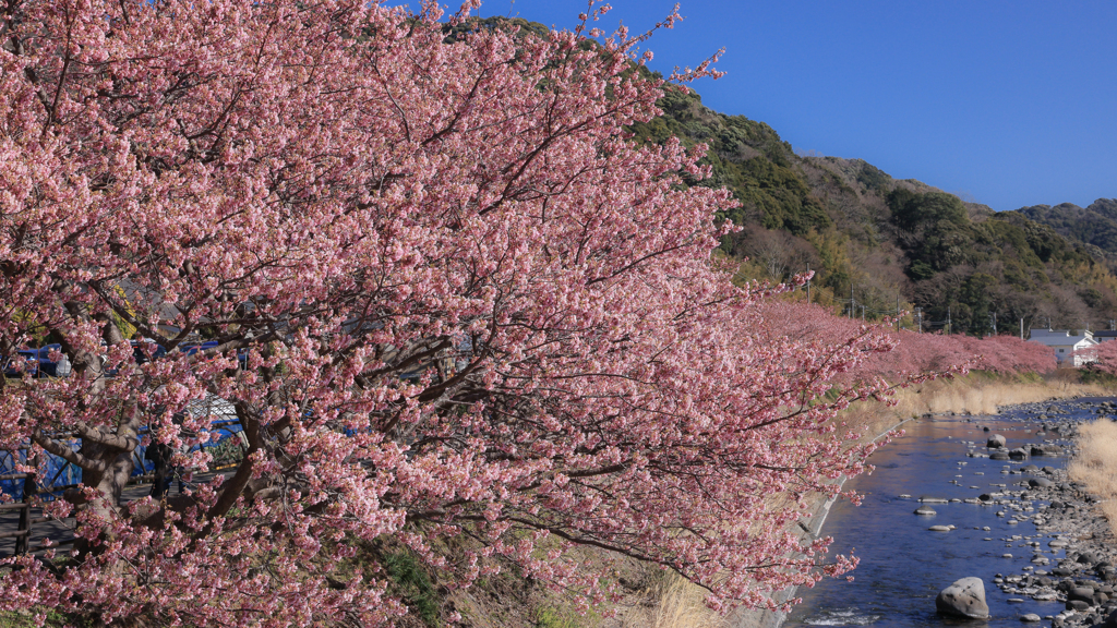 河津の河津桜