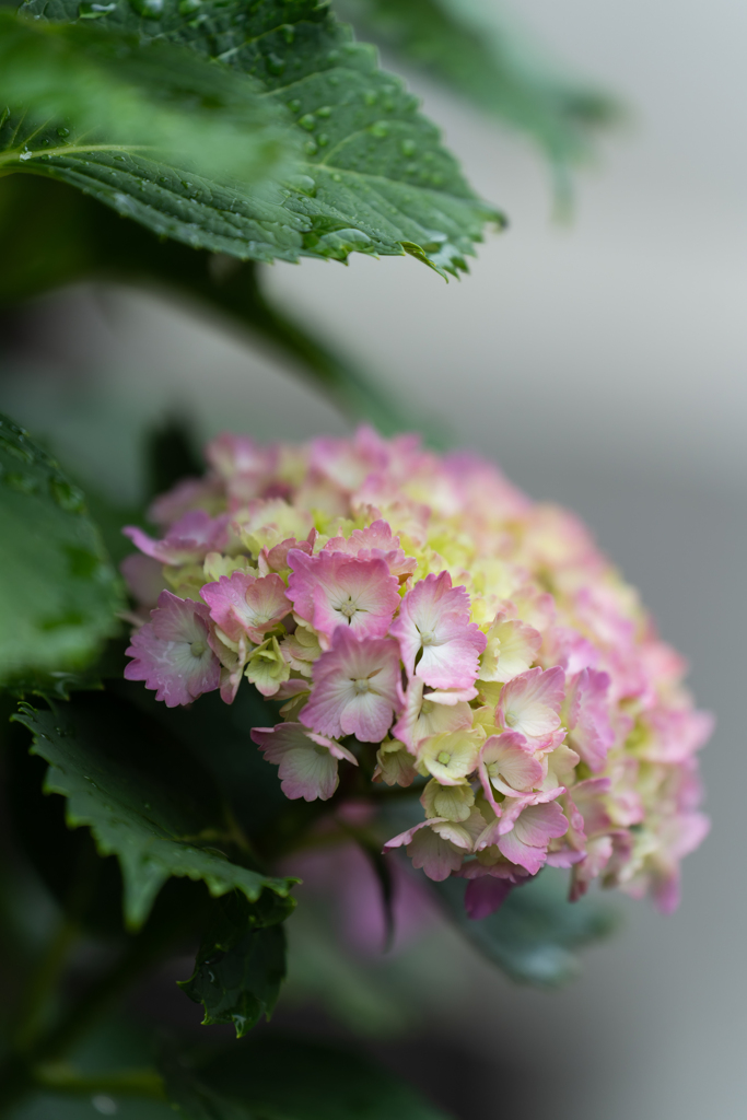 雨と紫陽花と新しいレンズ