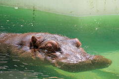 カバさんは水の中