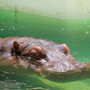 カバさんは水の中