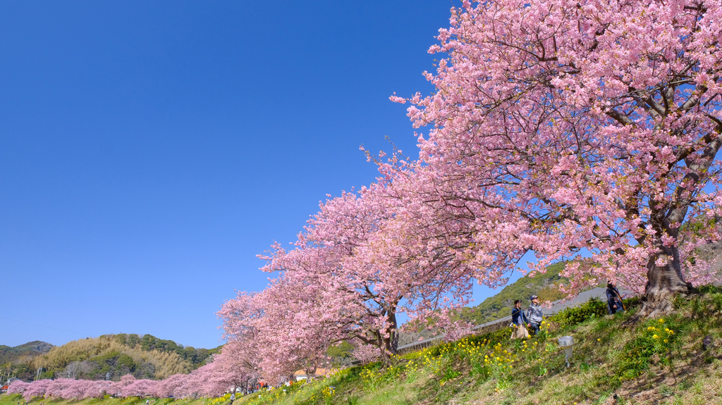 みなみの桜と菜の花まつり