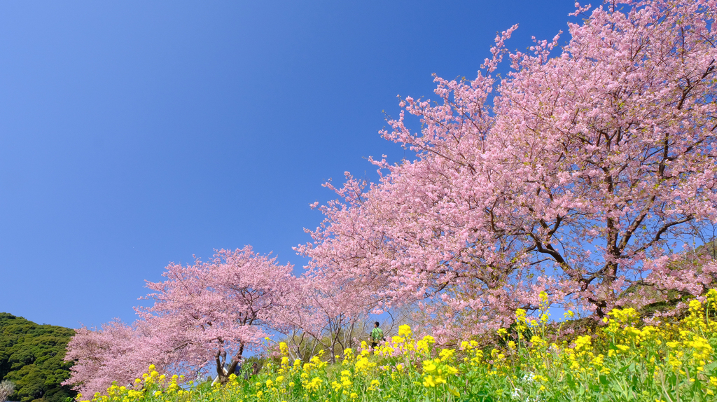 みなみの桜と菜の花まつり