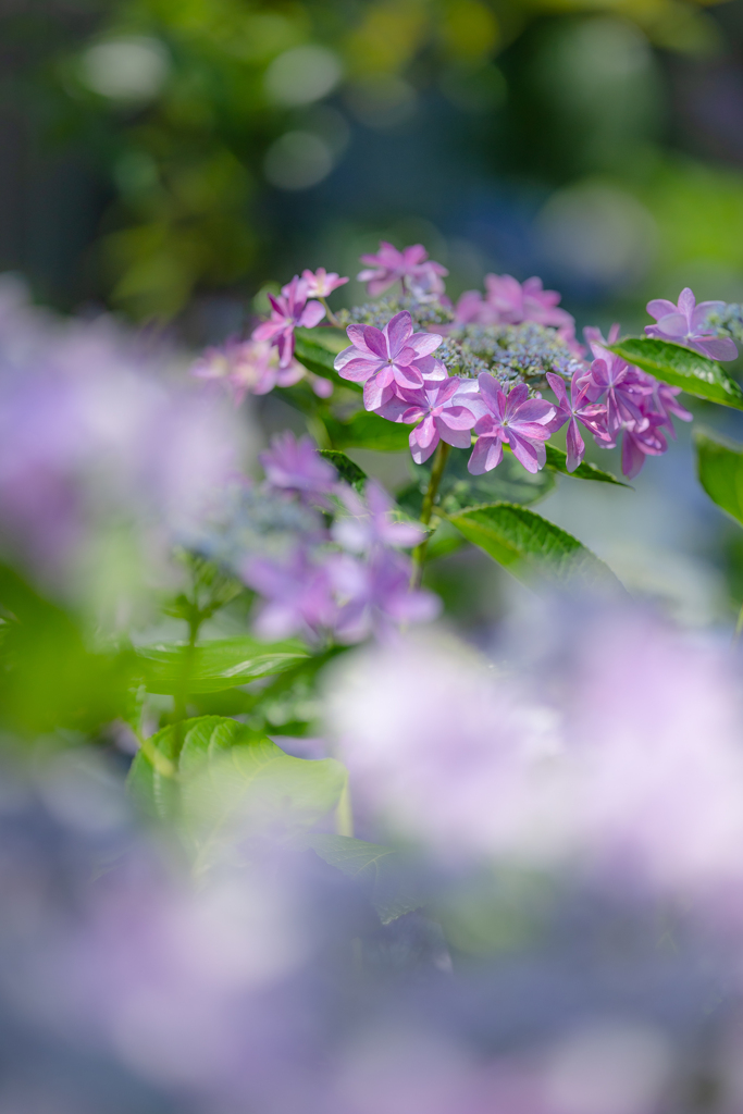 晴れ間の紫陽花