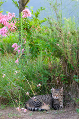 Cat in the garden 2