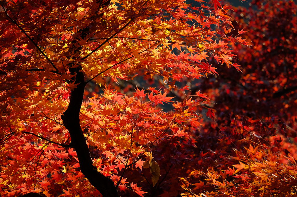 紅く、紅く