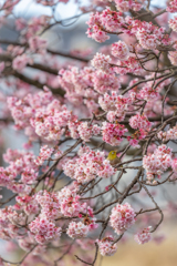 熱海桜とメジロさん