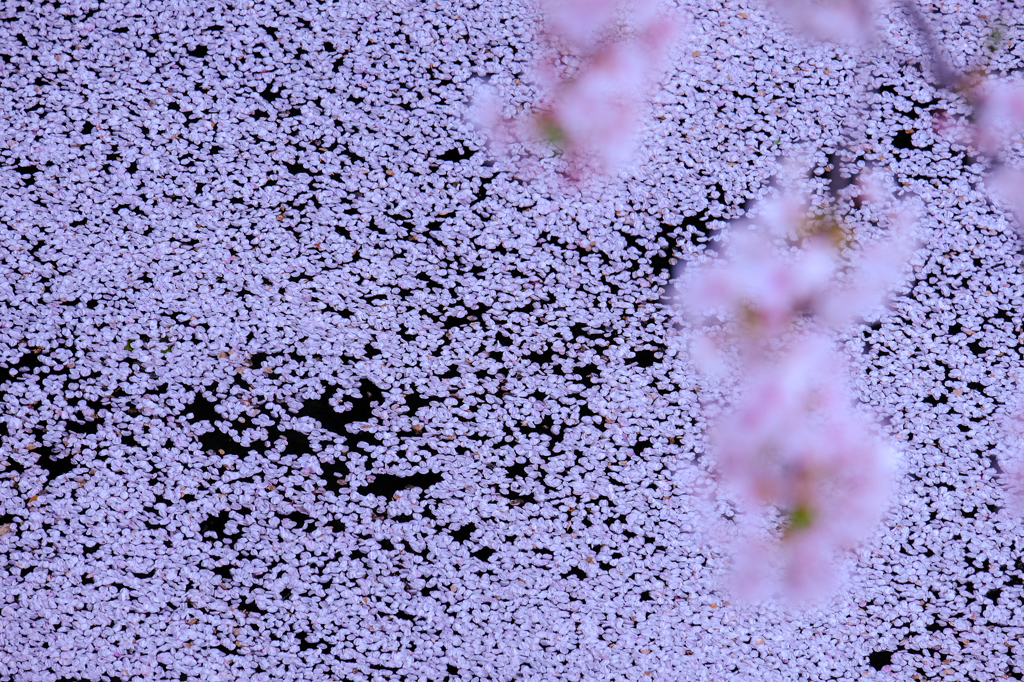桜の川