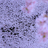 桜の川