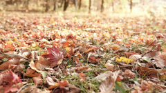 秋の森のカーペット