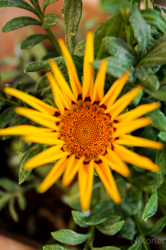 Sun Flower!