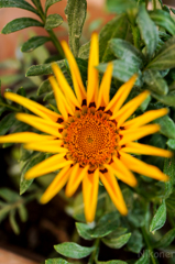 Sun Flower!