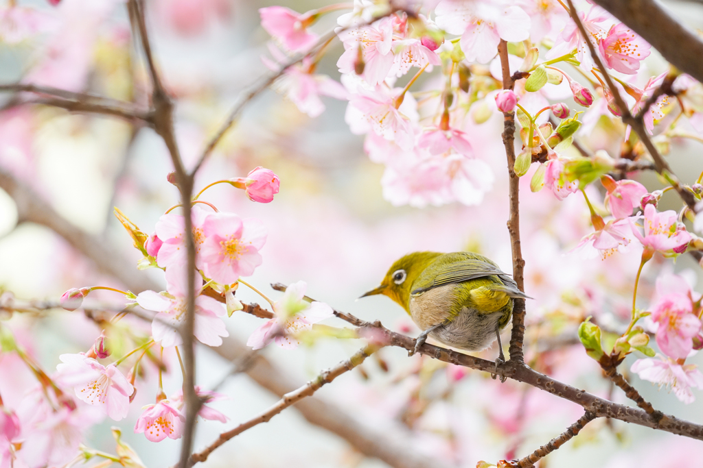 メジロのおちり