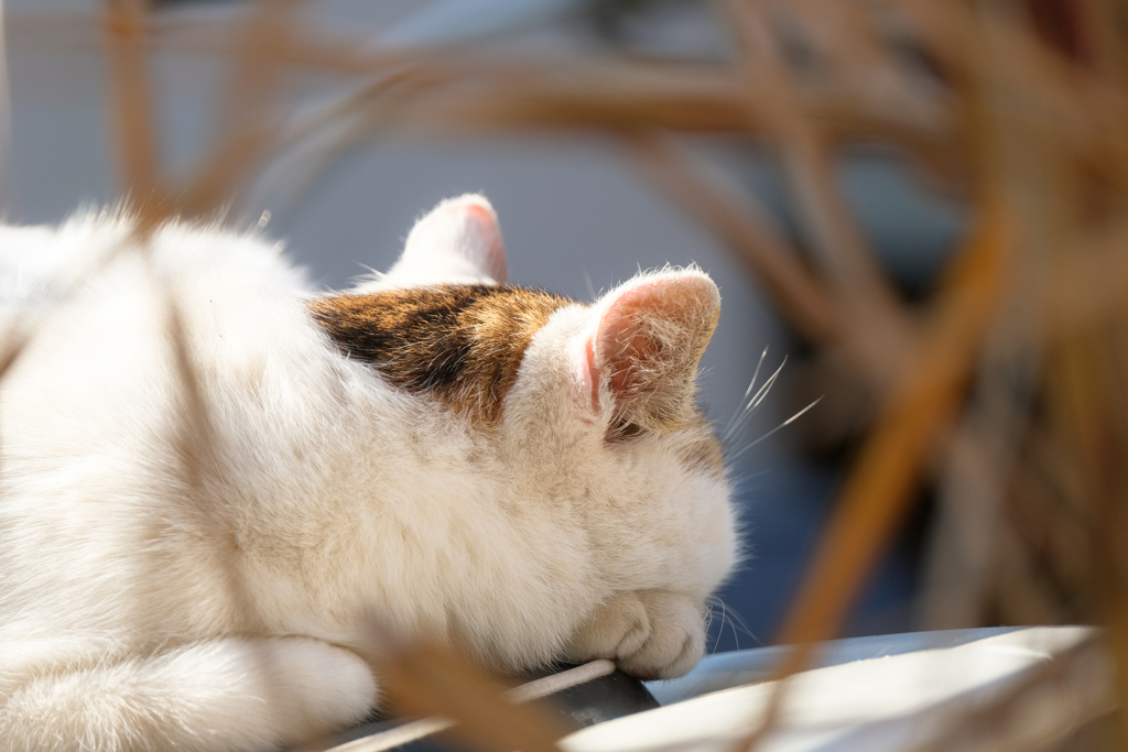 三崎の猫