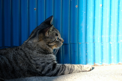 Cat in Blue