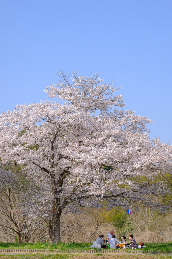 お花見日和