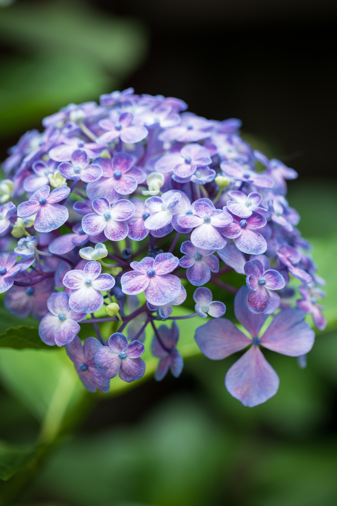 梅雨の華