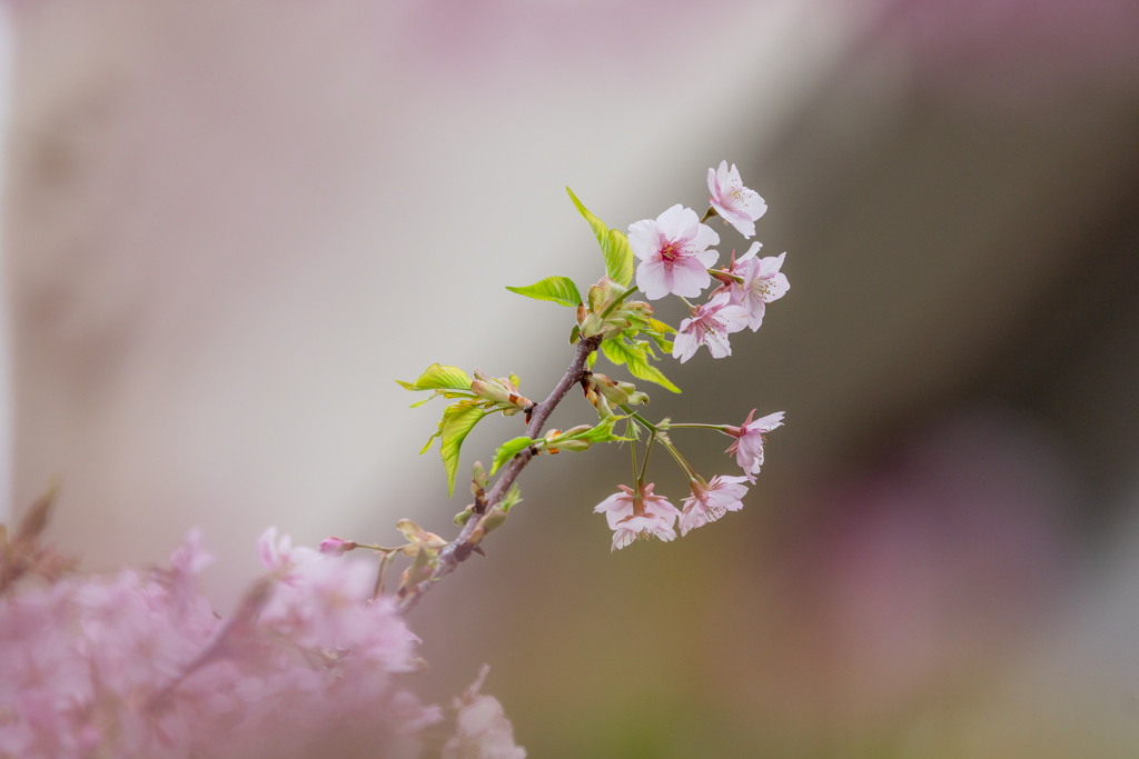 河津さくら