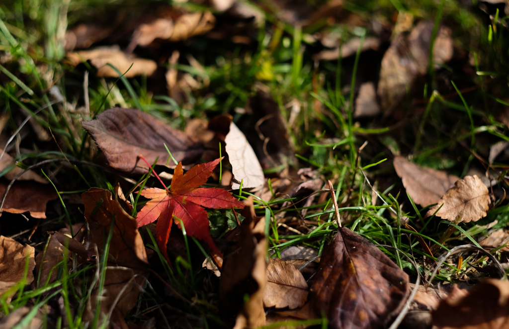 紅一点