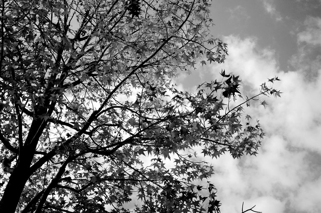DSC05540