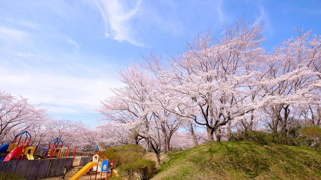 印旛沼公園の桜