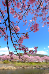春うらら