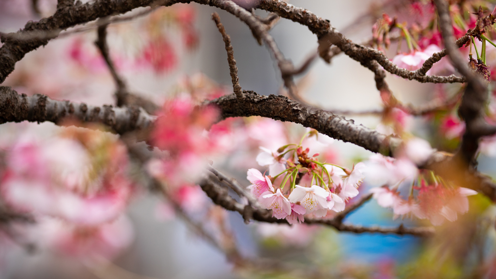 熱海桜