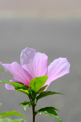 夏の終わりに思う