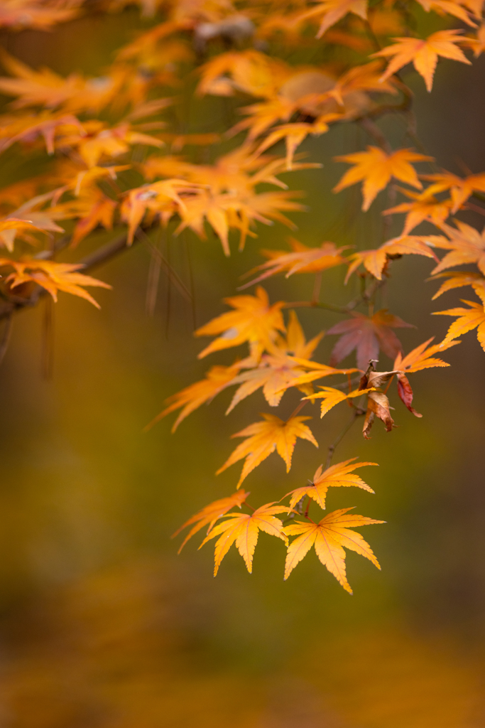 都内の紅葉