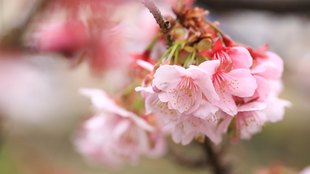 ふわり熱海の桜