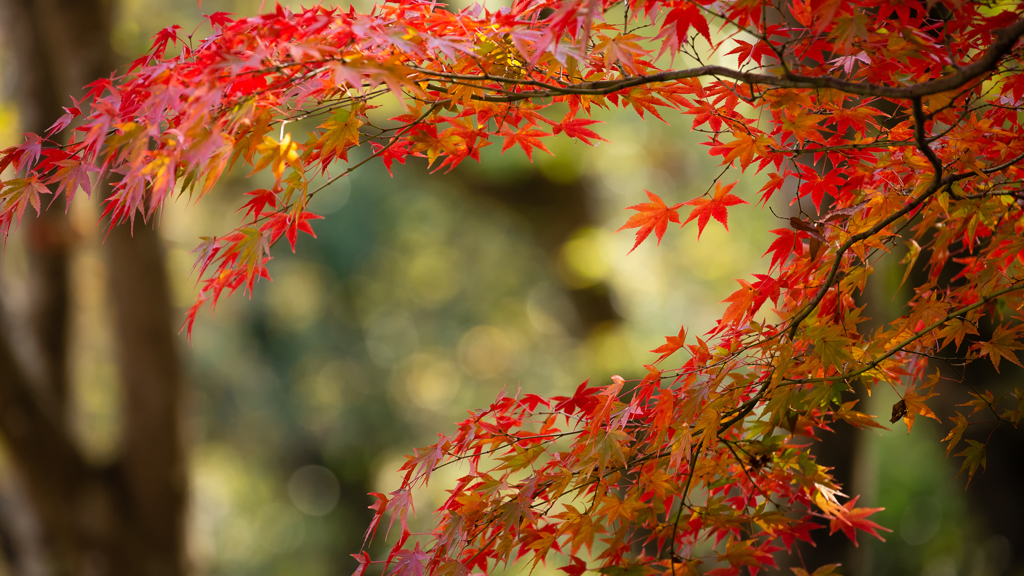 紅く染まる