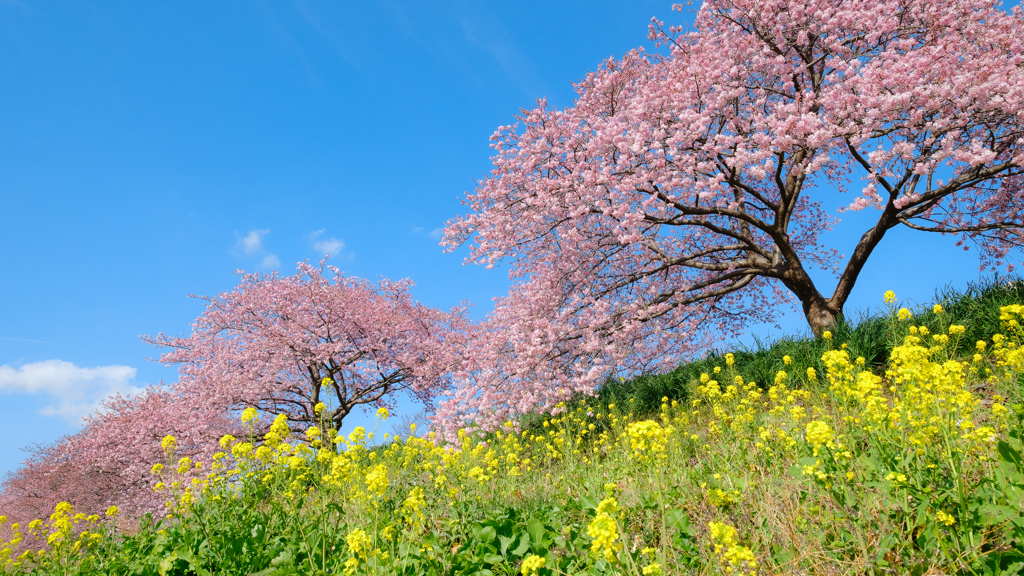 南伊豆の河津桜と菜の花