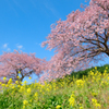 南伊豆の河津桜と菜の花