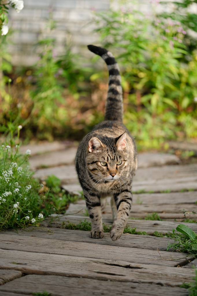 Cat in the garden 3