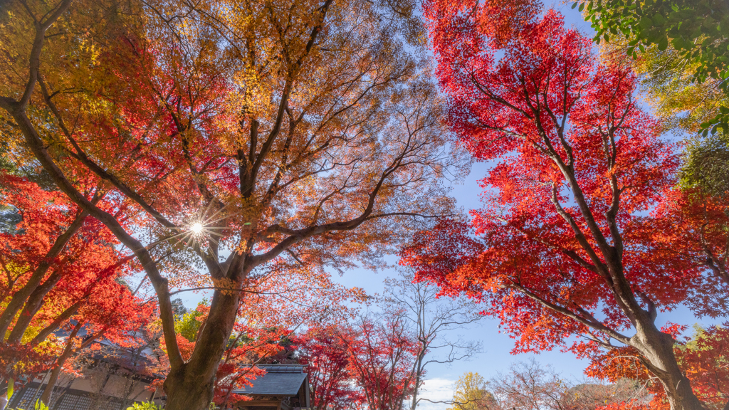 本土寺の紅葉