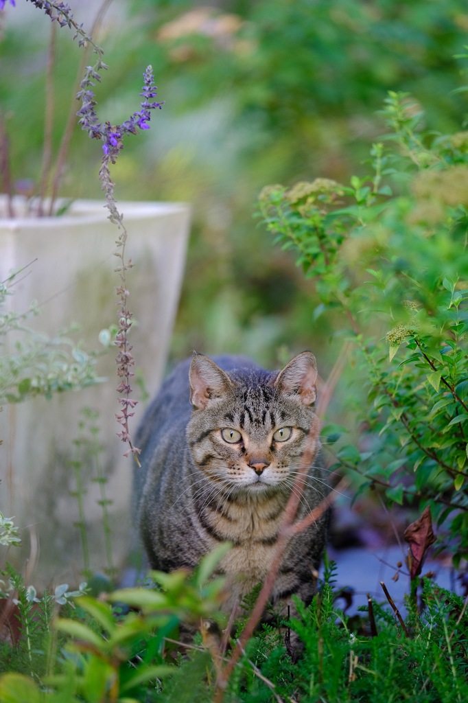 Cat in the garden