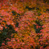 都心の紅葉