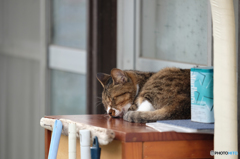 お昼寝