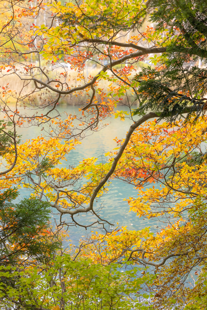 湖畔の紅葉