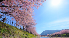 河津桜まつり