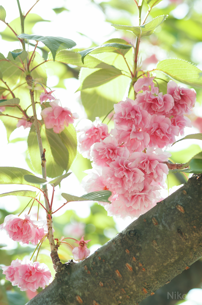 晴れた日の八重桜