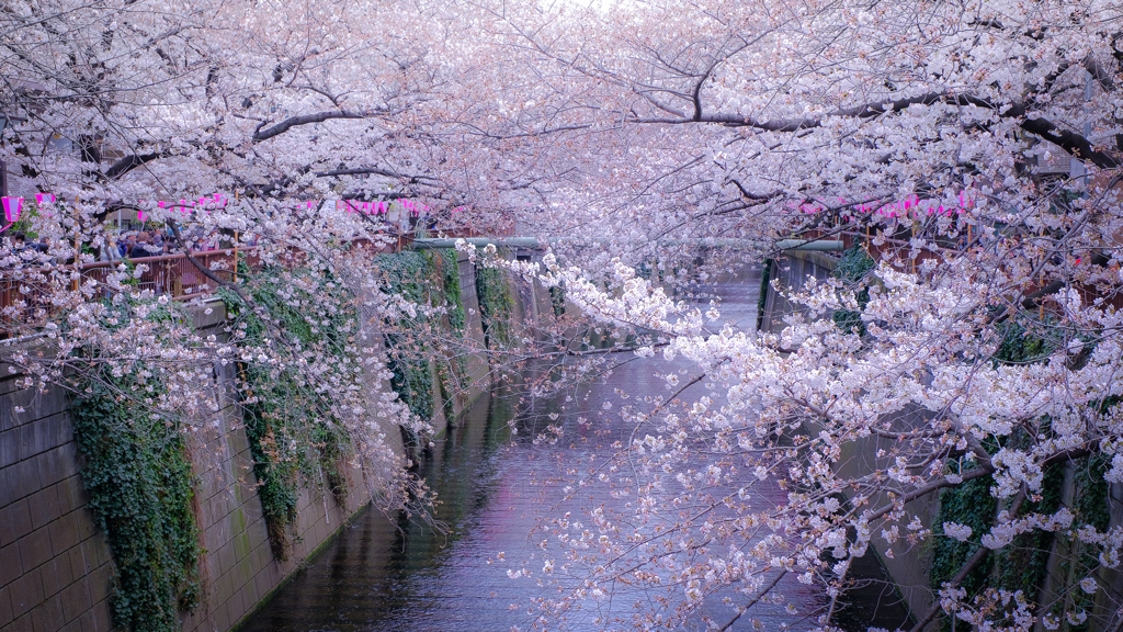 目黒川の桜