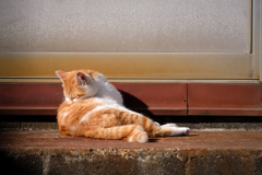 三崎港の猫 03
