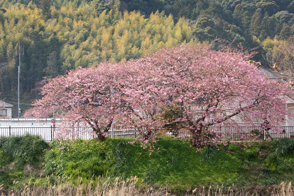 対岸の春