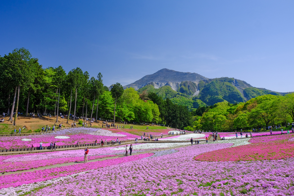 秩父　羊山公園　芝桜まつり
