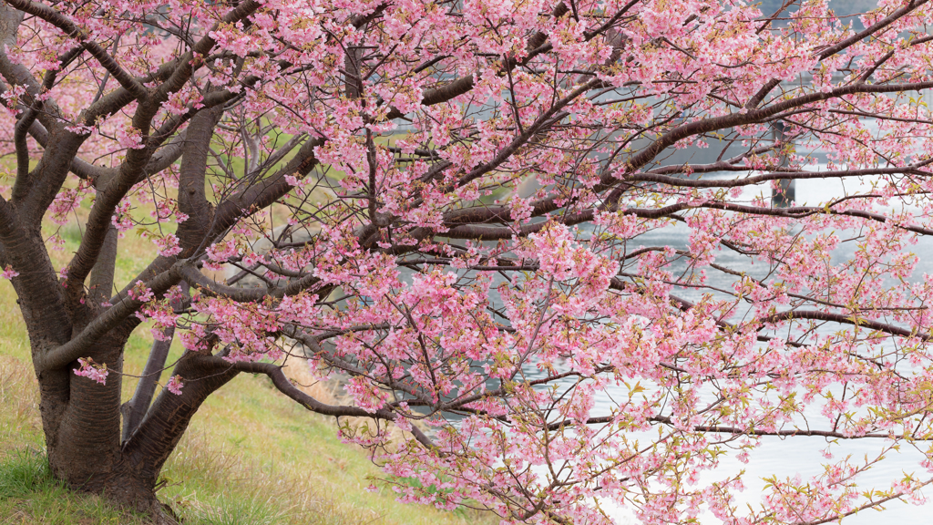 南伊豆の桜