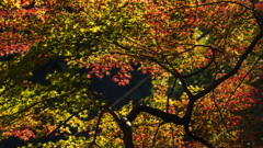 秋の森の彩