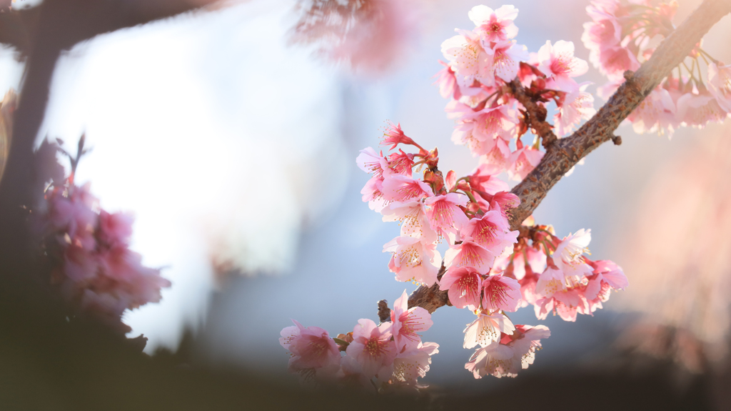 熱海の桜が咲きました